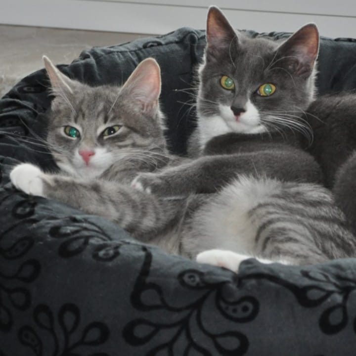 Zwei Katzen liegen entspannt in einem runden, dunklen Katzenbett.