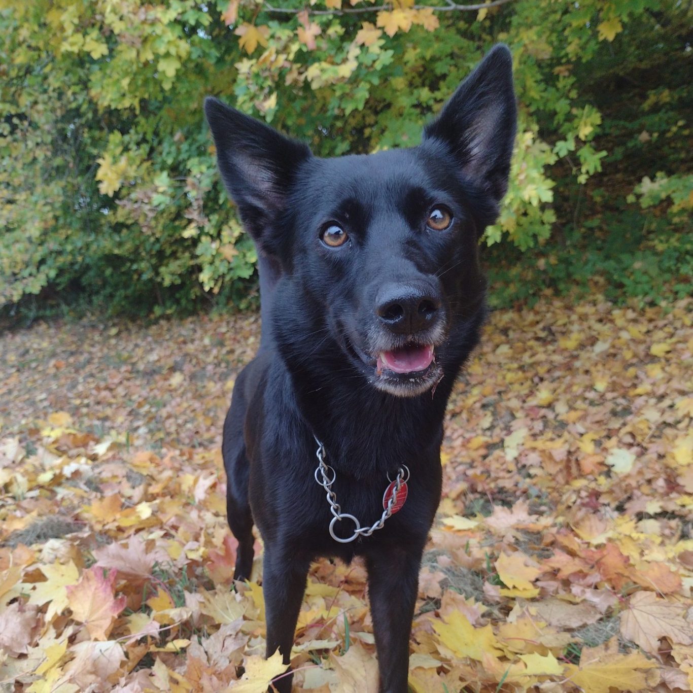 Schwarzer Hund mit aufmerksamen Augen vor einem bunte Blätterboden.