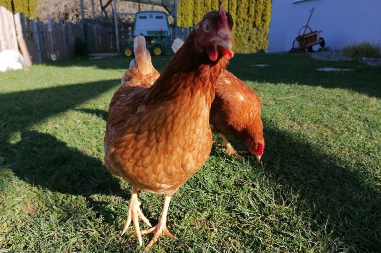 Monoprotein Futter für Hunde von ANIfit Zwei braune Hühner stehen auf grünem Gras.