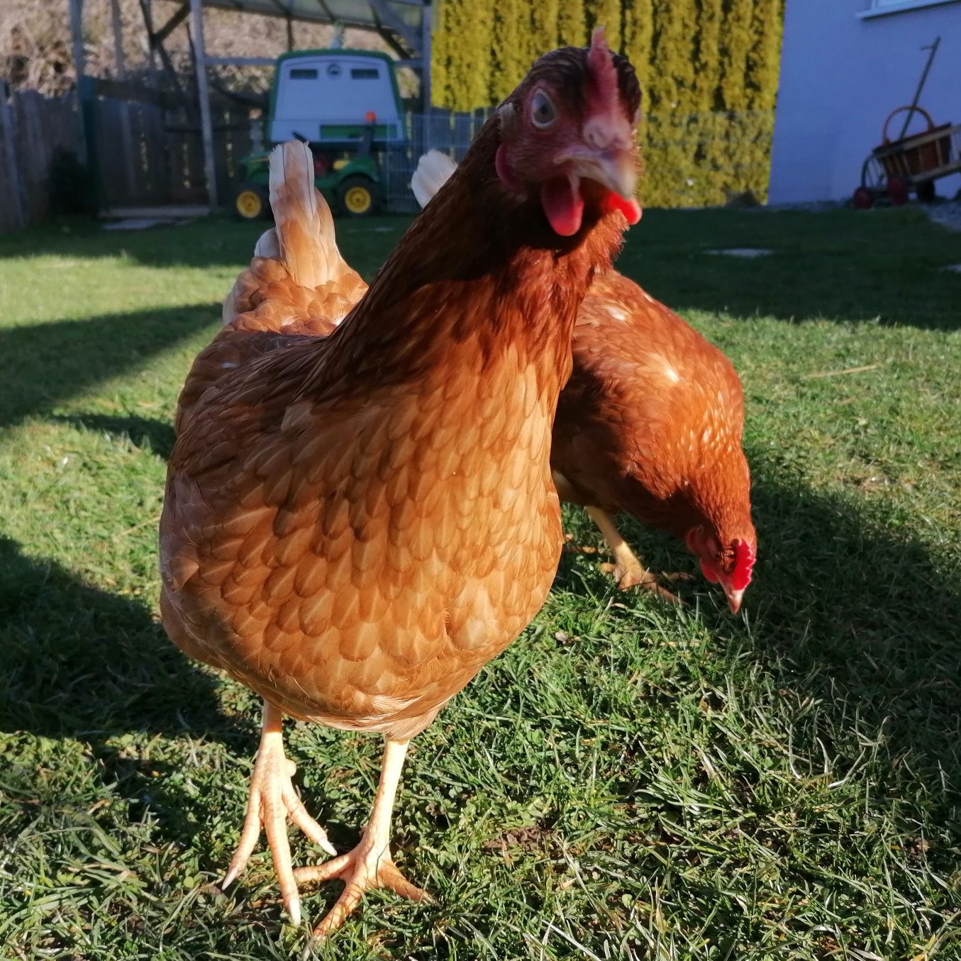 Monoprotein-Hundefutter z.B. Huhn bei Allergie Zwei braune Hühner stehen auf grünem Gras in einem Garten.