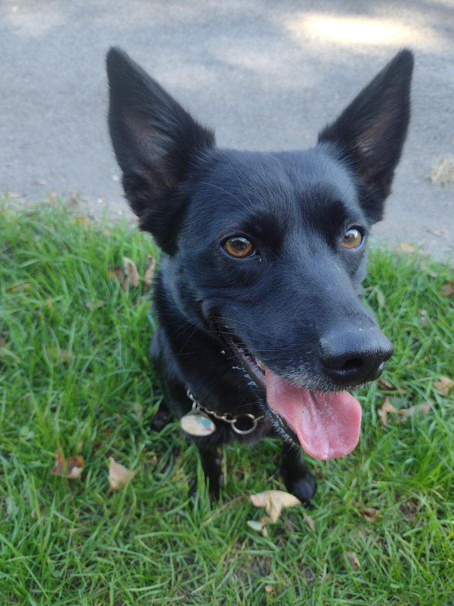 Schwarzer Hund mit erhobenen Ohren sitzt auf grünem Gras und grinst freundlich.