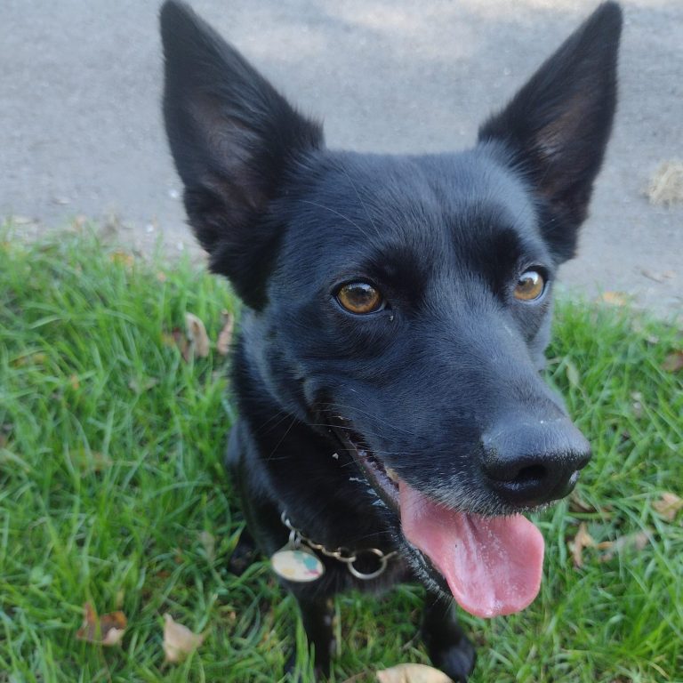 Gesunde Ernährung für Hunde Schwarzer Hund mit erhobenen Ohren sitzt auf grünem Gras und grinst freundlich.